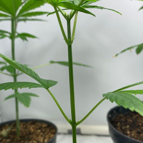 Nemo II growlog timeline photo
