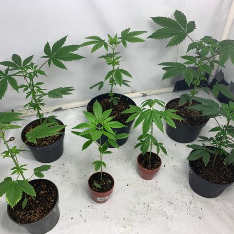 Nemo II growlog timeline photo