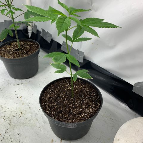 Nemo II growlog timeline photo