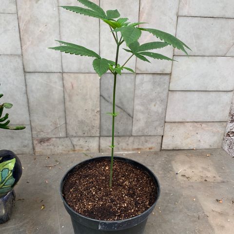 Nemo II growlog timeline photo
