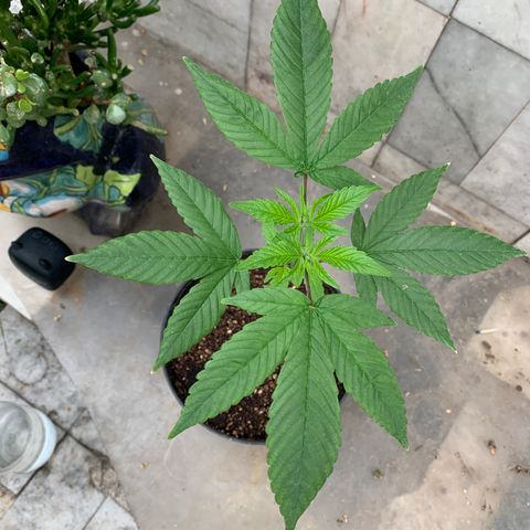 Nemo II growlog timeline photo