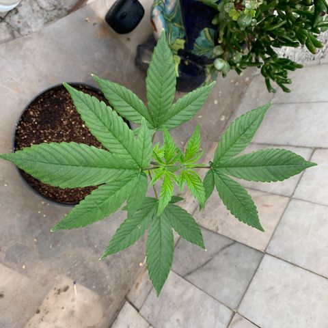 Nemo II growlog timeline photo