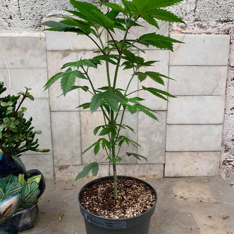 Afghani IV growlog timeline photo