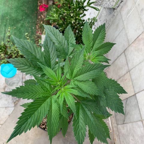 Afghani IV growlog timeline photo