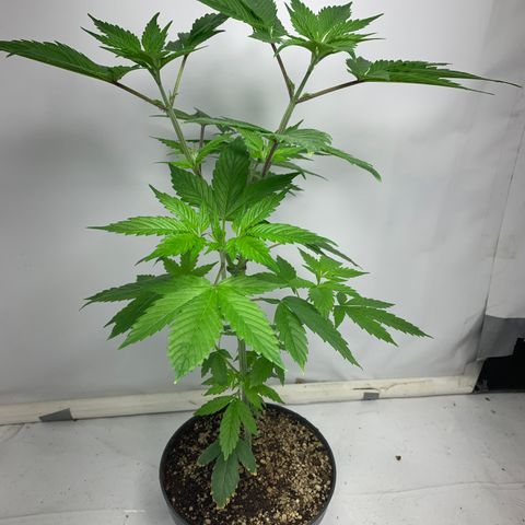 Afghani IV growlog timeline photo