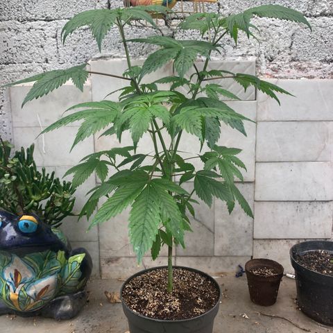 Afghani IV growlog timeline photo