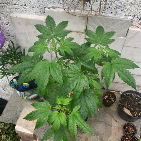 Afghani IV growlog timeline photo
