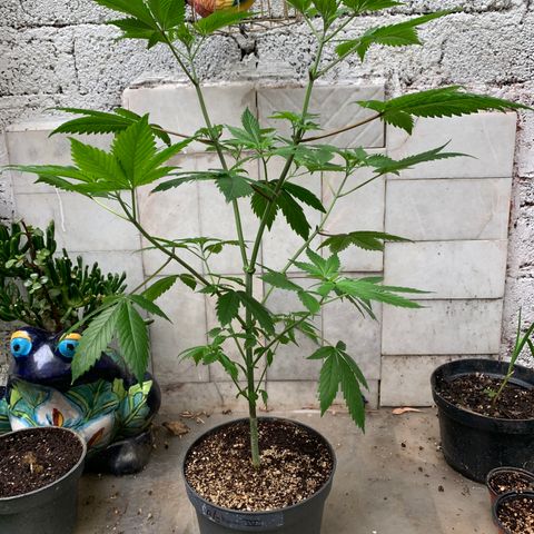 Afghani IV growlog photo: Impresionante planta
