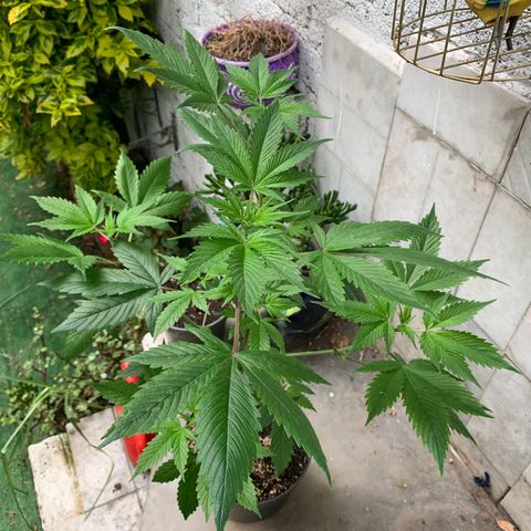 Afghani IV growlog timeline photo