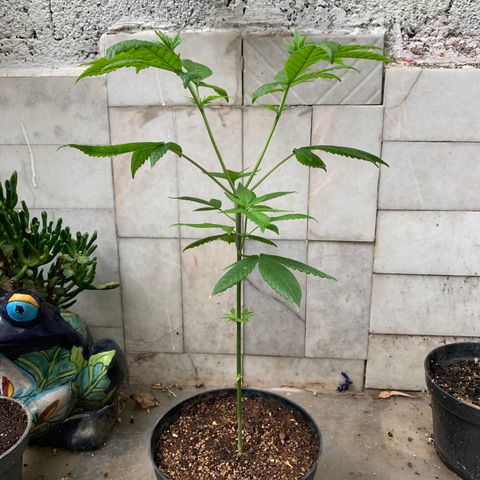 Nemo II growlog photo: Se recuperó :)