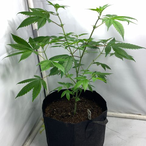 Afghani IV growlog timeline photo