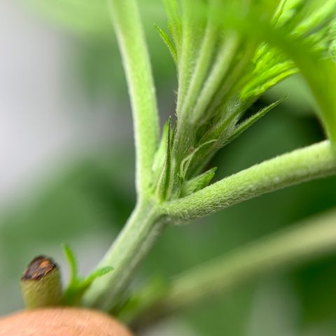Afghani IV growlog timeline photo