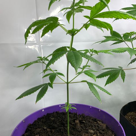 Nemo II growlog timeline photo
