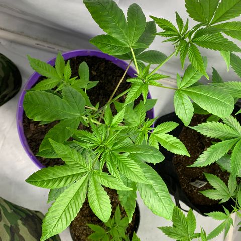Nemo II growlog timeline photo