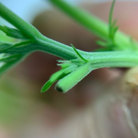 Nemo II growlog photo: Kálix!