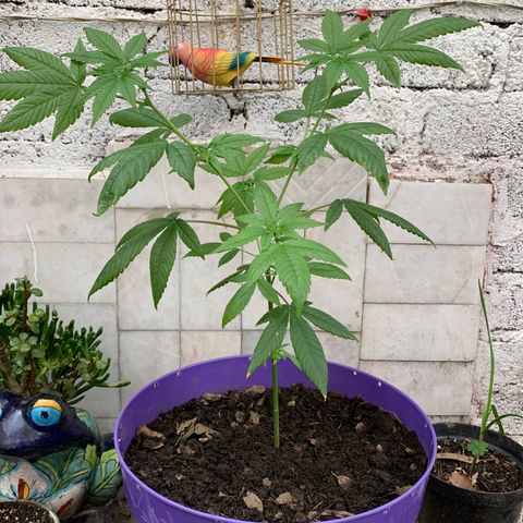 Nemo II growlog timeline photo