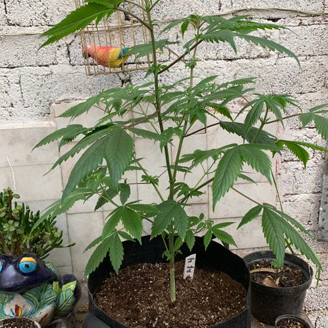 Afghani IV growlog timeline photo
