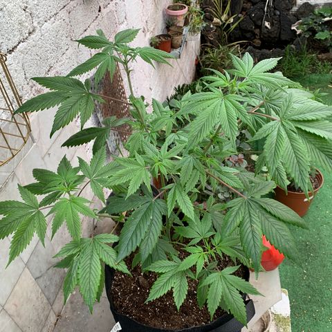 Afghani IV growlog timeline photo