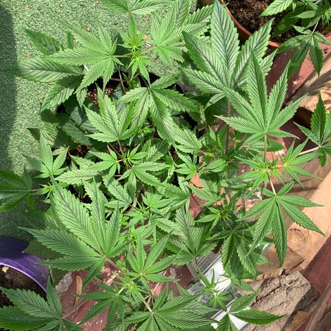 Afghani IV growlog timeline photo
