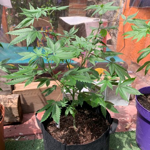 Afghani IV growlog timeline photo
