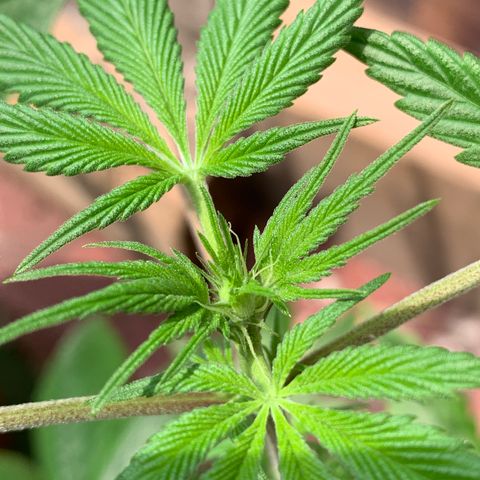 Afghani IV growlog timeline photo