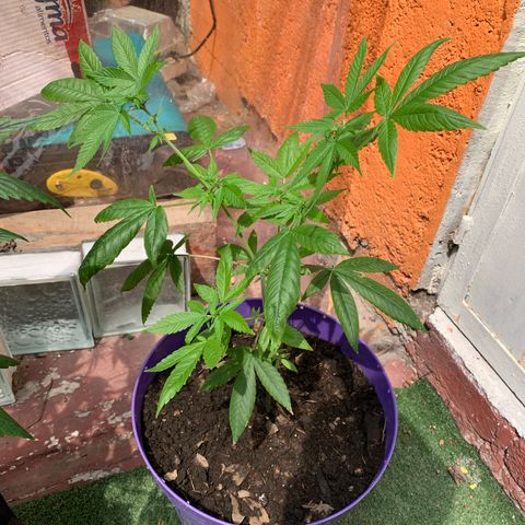 Nemo II growlog photo: Insisto, no es muy buen fenotipo pero ahí va…