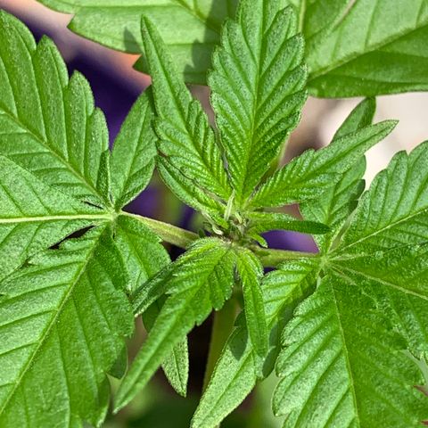 Nemo II growlog timeline photo