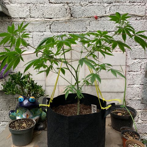 Afghani IV growlog timeline photo