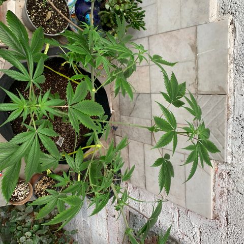 Afghani IV growlog timeline photo