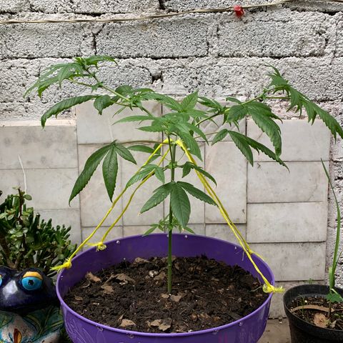 Nemo II growlog timeline photo