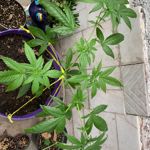 Nemo II growlog timeline photo