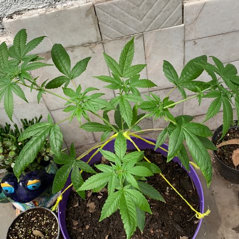 Nemo II growlog timeline photo