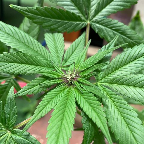 Nemo II growlog timeline photo