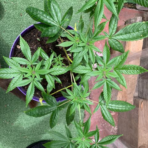 Nemo II growlog timeline photo