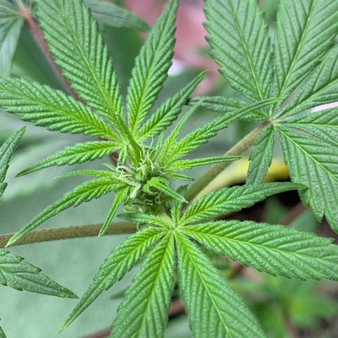 Afghani IV growlog timeline photo