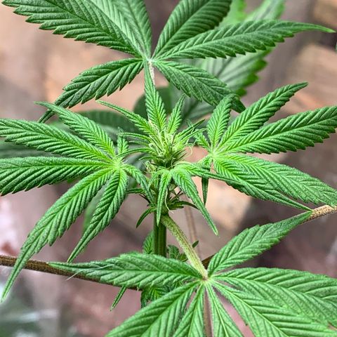 Afghani IV growlog timeline photo