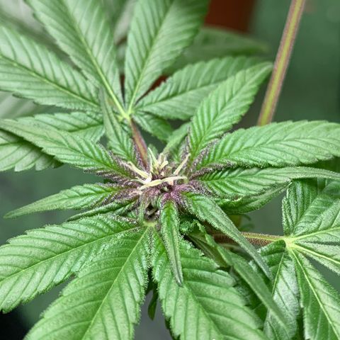 Nemo II growlog photo: No muchas pre flores