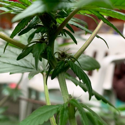 Nemo II growlog photo: No muchas pre flores