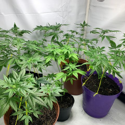 Nemo II growlog timeline photo