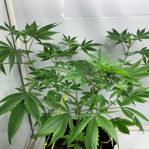 Afghani IV growlog timeline photo