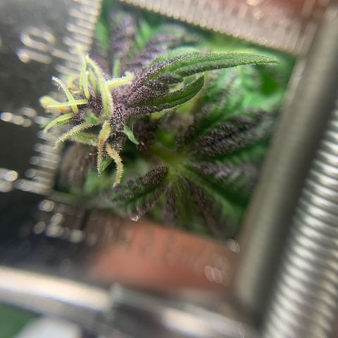 Nemo II growlog timeline photo