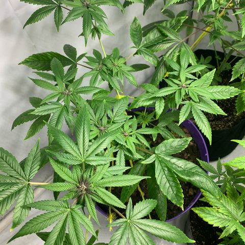 Nemo II growlog timeline photo
