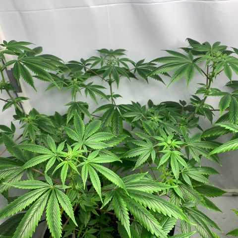 Afghani IV growlog photo: Un chingo de preflores