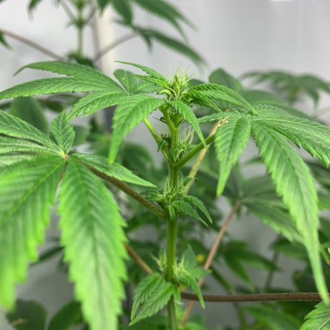 Afghani IV growlog photo: Un chingo de preflores