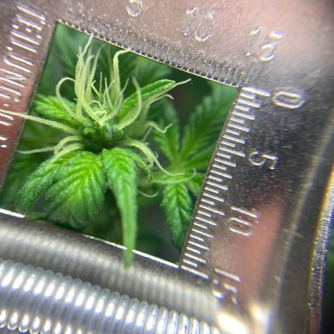 Afghani IV growlog photo: Un chingo de preflores