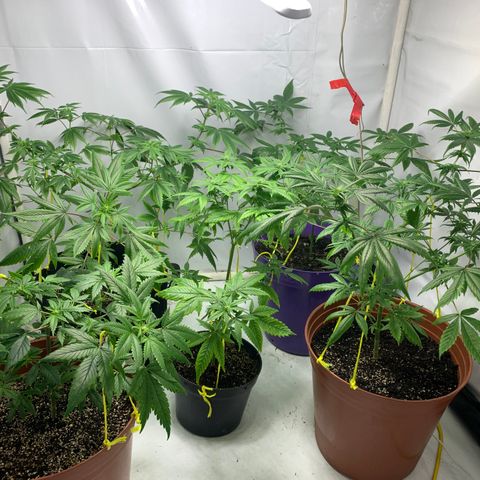 Nemo II growlog timeline photo