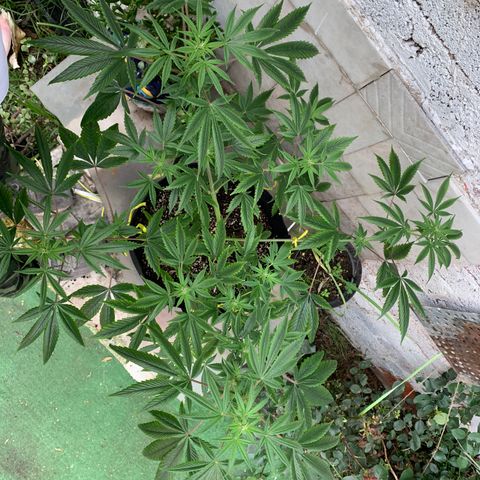 Afghani IV growlog timeline photo