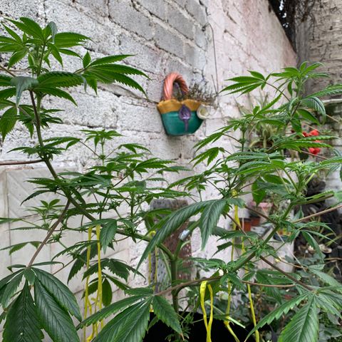 Afghani IV growlog timeline photo