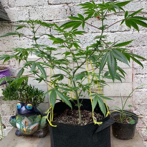 Afghani IV growlog timeline photo