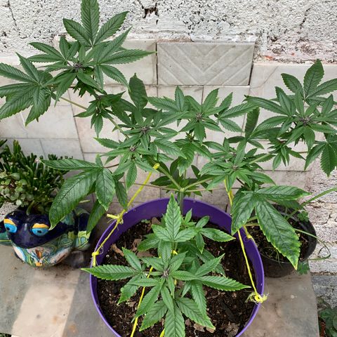Nemo II growlog timeline photo